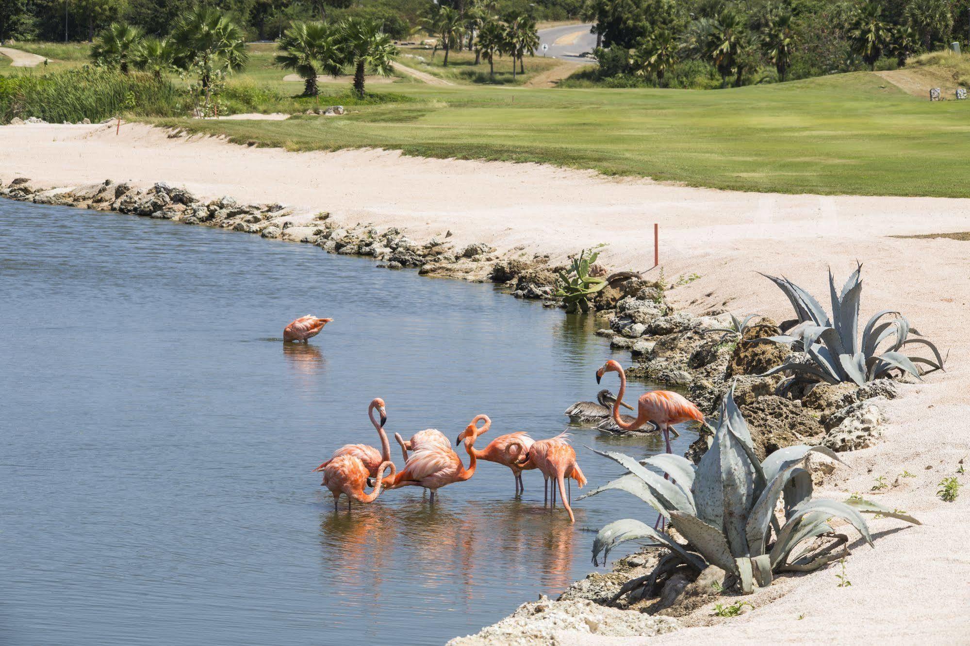 Blue Bay Lodges Curacao Buitenkant foto